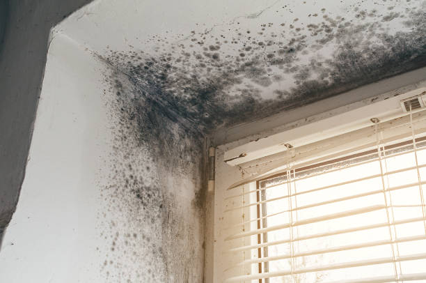Affordable Black Mold Remediation solutions in Thonotosassa, FL